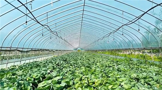 谯城范式：海亮科服“数智食配”助力区域教育高质量发展